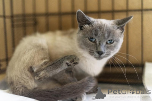 Photo №4. I will sell  in the city of Khimki. from the shelter - price - Is free