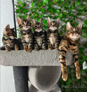 Photo №1. bengal cat - for sale in the city of Glarus | 706$ | Announcement № 152658