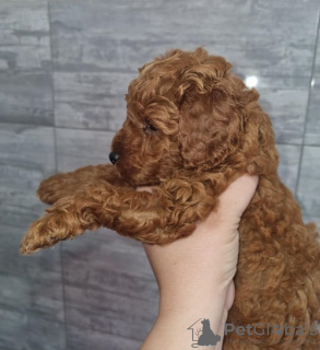 Photo №3. Red toy poodle. Serbia