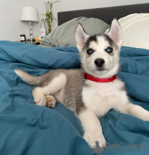 Photo №1. siberian husky - for sale in the city of Bern | 423$ | Announcement № 80037