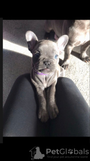 Photo №4. I will sell french bulldog in the city of Dover. private announcement, breeder - price - 475$