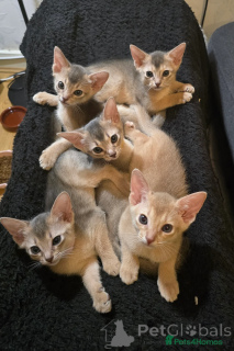 Photo №1. abyssinian cat - for sale in the city of Berlin | 250$ | Announcement № 153517