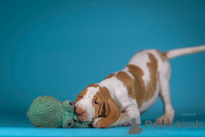 Photo №3. Bracco Italiano Puppy. Poland
