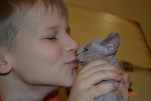 Photo №4. I will sell sphynx-katze in the city of Donetsk. from nursery - price - 553$