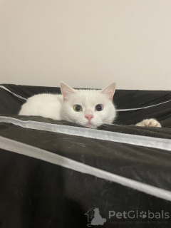 Photo №3. Playful British Van Hybrid.. Turkey