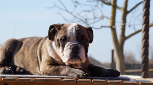 Photo №2 to announcement № 5901 for the sale of english bulldog - buy in Russian Federation breeder