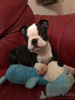 Photo №2 to announcement № 37090 for the sale of boston terrier - buy in Russian Federation 