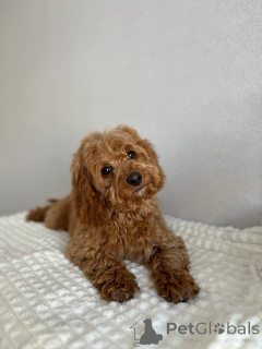 Photo №4. I will sell non-pedigree dogs in the city of Amsterdam. breeder - price - negotiated