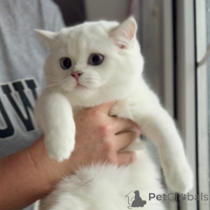 Photo №4. I will sell scottish fold in the city of Berlin. private announcement, breeder - price - negotiated