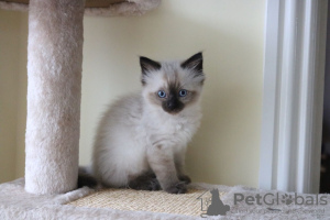 Photo №2 to announcement № 37130 for the sale of ragdoll - buy in United States private announcement