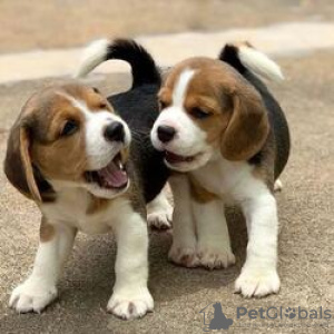 Photo №1. beagle - for sale in the city of Берлинген | Is free | Announcement № 116057