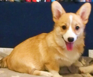 Photo №4. I will sell welsh corgi in the city of Москва. breeder - price - 626$