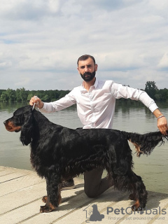 Photo №1. gordon setter - for sale in the city of Бачка-Паланка | Is free | Announcement № 121603