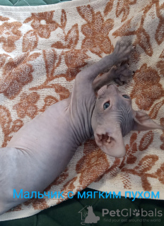 Photo №2 to announcement № 100836 for the sale of donskoy cat - buy in Russian Federation breeder