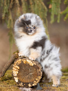 Photo №3. Adorable conpanion. United Kingdom