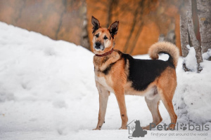 Photo №1. non-pedigree dogs - for sale in the city of Москва | Is free | Announcement № 49647