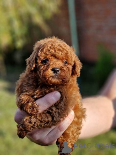 Photo №4. I will sell poodle (dwarf) in the city of Нови Сад.  - price - negotiated