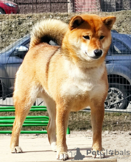 Photo №4. I will sell shiba inu in the city of St. Petersburg. breeder - price - 2000$