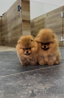 Photo №3. Pomeranians of the highest quality!. Serbia
