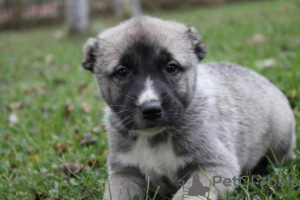 Additional photos: Turkish Kangal puppies