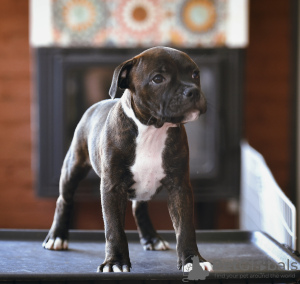 Photo №1. staffordshire bull terrier - for sale in the city of Taganrog | 1215$ | Announcement № 11934