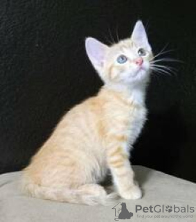 Photo №1. thai cat - for sale in the city of Kreivilä | Is free | Announcement № 124084