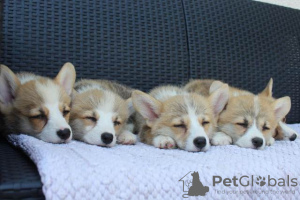 Additional photos: Welsh Corgi Pembroke puppies