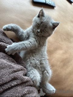 Photo №1. british shorthair - for sale in the city of Tres Rios | 200$ | Announcement № 92176