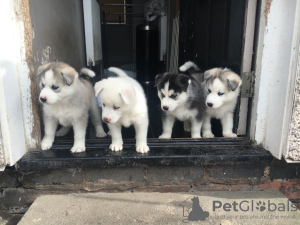 Photo №2 to announcement № 47495 for the sale of siberian husky - buy in Germany private announcement