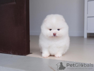 Photo №2 to announcement № 104075 for the sale of pomeranian - buy in Germany private announcement