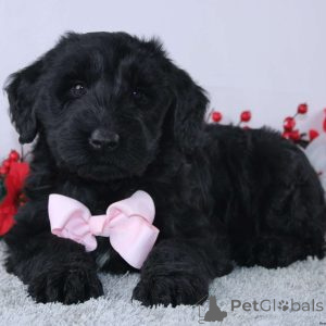 Photo №3. Nice and Healthy Giant Schnauzer Puppies Available. Moldova