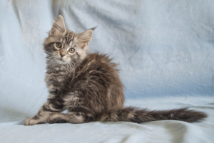 Photo №2 to announcement № 1638 for the sale of maine coon - buy in Belarus breeder