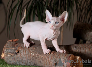 Photo №4. I will sell sphynx cat in the city of Kharkov. from nursery, breeder - price - 400$