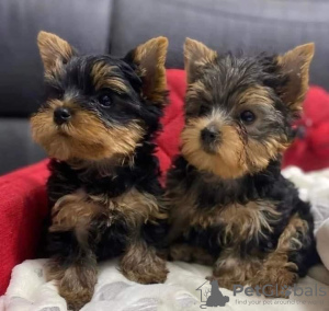 Photo №1. yorkshire terrier - for sale in the city of Братислава | negotiated | Announcement № 56907