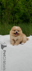 Photo №4. I will sell pomeranian in the city of Brest. breeder - price - negotiated
