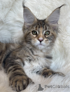 Photo №1. maine coon - for sale in the city of Alabama | 1$ | Announcement № 161200