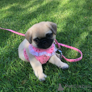 Additional photos: Adorable Male and Female Pug Puppies For Sale Contact https//wa.me/66987813472