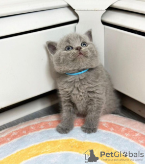 Photo №1. british shorthair - for sale in the city of Raleigh | 300$ | Announcement № 88662