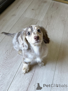 Photo №2 to announcement № 155907 for the sale of dachshund - buy in Germany breeder