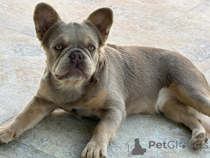 Photo №3. French bulldog, female. Serbia