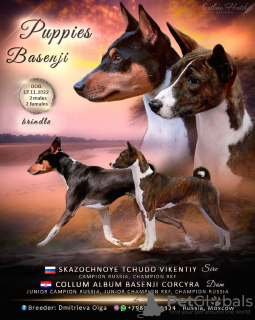 Photo №4. I will sell basenji in the city of Москва. from nursery, breeder - price - negotiated