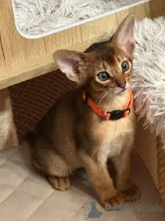 Photo №2 to announcement № 171565 for the sale of abyssinian cat - buy in Finland private announcement, breeder