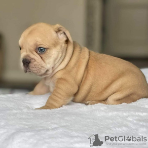 Photo №2 to announcement № 125623 for the sale of french bulldog - buy in United Kingdom 