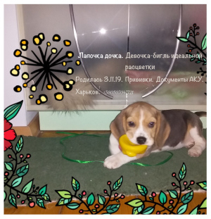 Photo №1. beagle - for sale in the city of Kharkov | Negotiated | Announcement № 5251