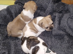 Photo №1. french bulldog - for sale in the city of Kramatorsk | negotiated | Announcement № 147047