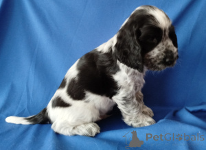 Photo №4. I will sell american cocker spaniel, english cocker spaniel in the city of Minsk. private announcement - price - negotiated