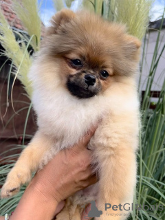 Additional photos: Pomeranian puppies of the highest pedigree