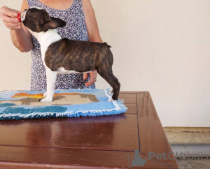 Photo №1. boston terrier - for sale in the city of Belgrade | negotiated | Announcement № 70829