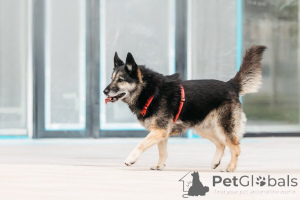 Photo №4. I will sell non-pedigree dogs in the city of Moscow river. private announcement - price - Is free