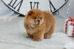 Photo №1. chow chow - for sale in the city of Minsk | 500$ | Announcement № 687